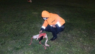 İzmir'de 9 flamingonun şüpheli ölümü! Soruşturma başlatıldı