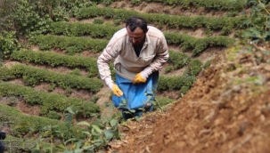 Doğu Karadeniz’de çay üreticilerine kısıtlama muafiyeti