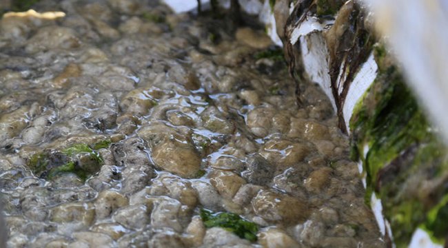 Deniz salyası tehlikesi için harekete geçildi! 100 ton toplandı