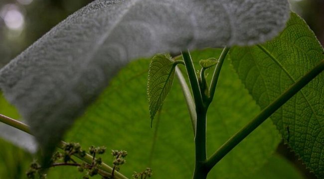 Dünyanın en korkutucu bitkisi... 'Bir insanın dayanamayacağı kadar acı verici'