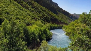 Tunceli'de 30 gün boyunca ormanlara giriş yasak