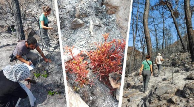 Muğla'da yanan 'özel bölgeler' için ekolojik kurtarma operasyonu