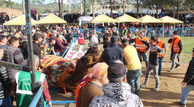 Korku dolu anlar! Develer arenaya sığmadı, ortalık savaş alanına döndü