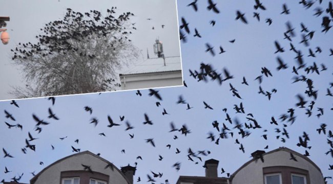 Aksaray'da bir mahallede karga istilası