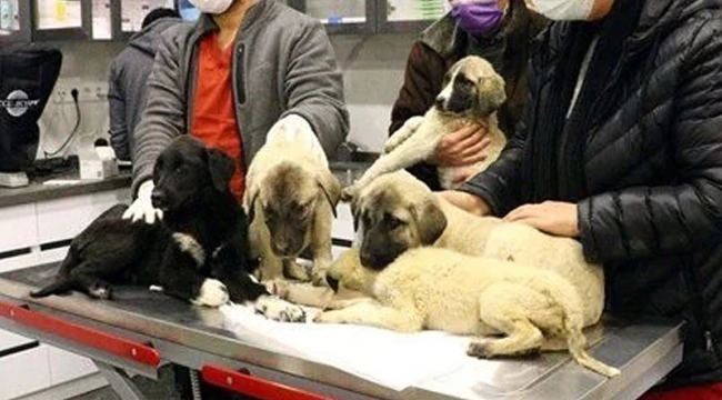 Ankara'da insanlık dışı olay: 9 köpekten 4'ü öldü