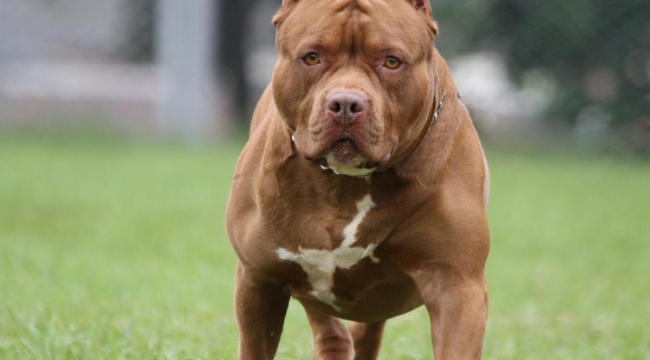 Cezadan korkup pitbulları sokağa salıyorlar