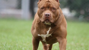 Cezadan korkup pitbulları sokağa salıyorlar