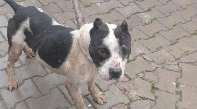 Sokağa terk edilen Pitbull, ekipleri alarma geçirdi