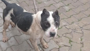 Sokağa terk edilen Pitbull, ekipleri alarma geçirdi