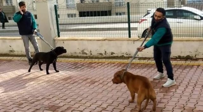 Küçük Asiye'ye saldıran köpekler iddianamede