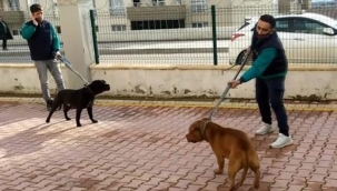 Küçük Asiye'ye saldıran köpekler iddianamede 
