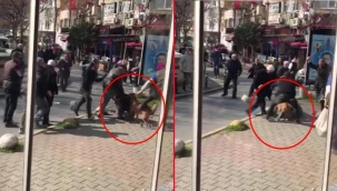 Pitbull silah sayıldı: Beyoğlu'nda iki kişiyi hastanelik etmişti... Sahibi tutuklandı
