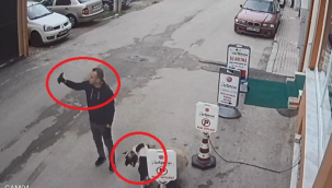 Pitbull'u sokak köpeğinin yanına getirip, selfie çekti! Esnaf sokak köpeğini sopayla kurtardı
