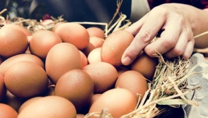 Ticaret Bakanlığı’ndan yumurta işletmelerine müfettiş