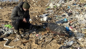 24 ölü yunus balığı kıyıya vurdu! İnceleme başlatıldı