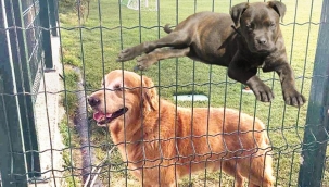 İki köpek 2 karar: Köpek insanı ısırırsa 27 bin TL, insan köpeği öldürürse 2 bin TL