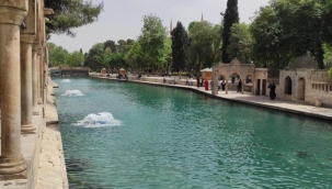 Balıklıgöl'de balık ölümleri! İnceleme başlatıldı
