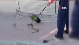Arnavutköy'de yılan paniği! Korku dolu anlar...