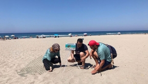 Dünyaca ünlü sahillerde caretta caretta yasağı... Saat 20:00'den sonra giriş yasak