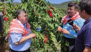Hamza Dağ, Kınık’ta üreticilerle birlikte kiraz topladı