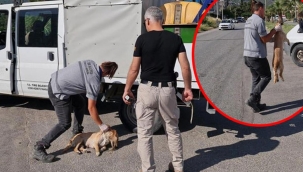 İzmir'de 8 hayvan zehirlenerek öldürüldü