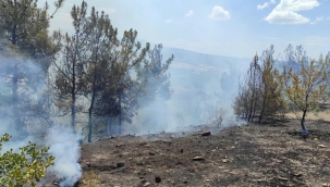Manisa'da orman yangını! 2 hektardaki kızılçam yandı
