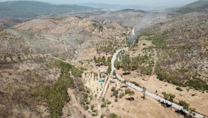 Muğla'da yanan alanlar küllerinden doğuyor