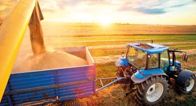 Hububatta heyecanlı bekleyiş... Buğdayda rekolte çiftçiyi sevindirebilir